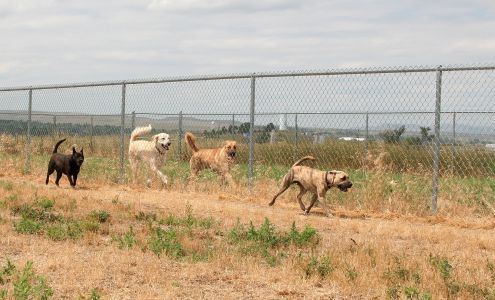 Dog and Cat Shelter of Sheridan Wyoming