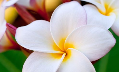 Certified Mortgage Planners - Carolyn Lewis Team