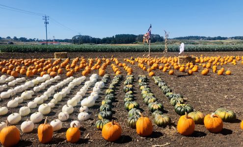 The Farmer's Daughter