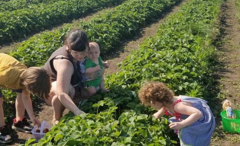 Olive Berry Acres Mazon