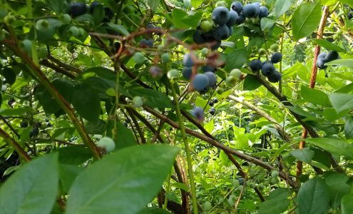 Eenigenburg's Blueberries