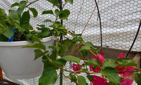 Troy's Greenhouse 30 Cherry Ln, Burnsville North Carolina 28714