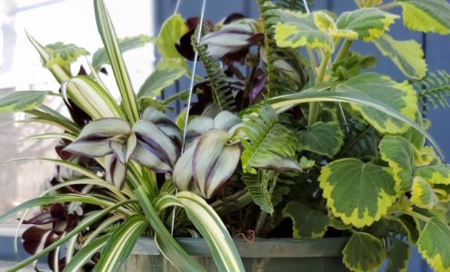 Swift Creek Berry Farm Moseley