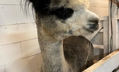 Crystal Lake Alpaca Boutique-Mercato