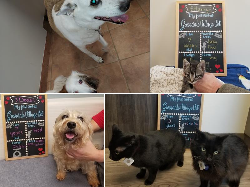 Veterinary Medical Associates: Passinault Kathleen M DVM