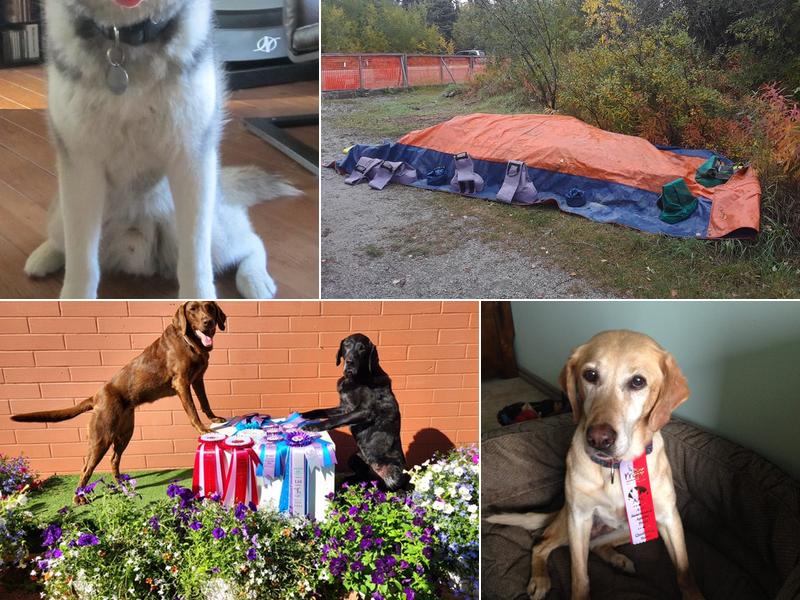 Rruff Diamonds Dog Agility Club