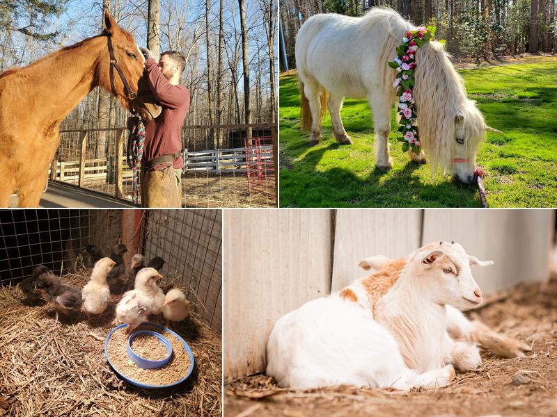 Flat Creek Farm Petting Zoo and Pony Rides