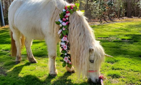 Flat Creek Farm Petting Zoo and Pony Rides 13342 Lodore Rd, Amelia Court House Virginia 23002