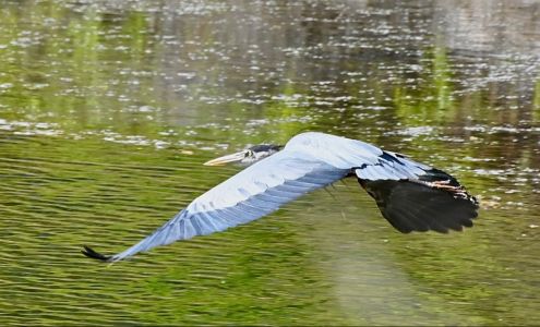 The Ladder Ranch Caballo