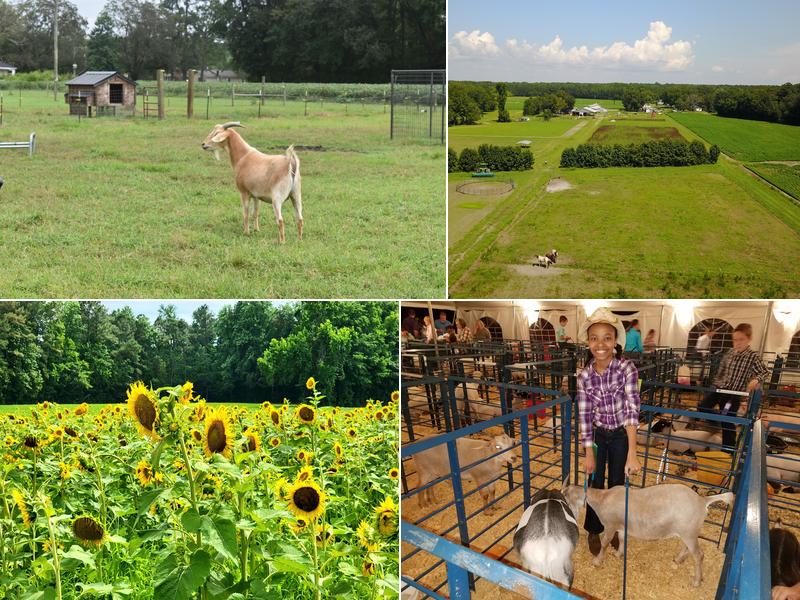 Raised In A Barn Farm