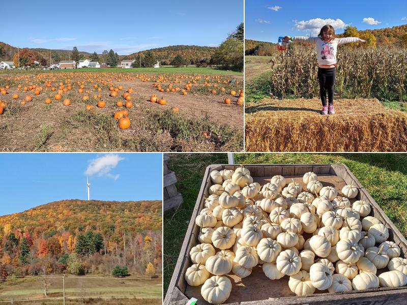 Whistle Pig Pumpkin Patch