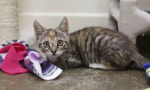 Perry's Place, Heaven on Earth Adoption Center