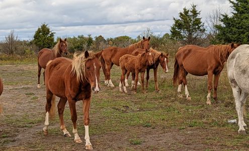 The Appalachian Horse Project 3195 Quicksand Rd, Jackson Kentucky 41339