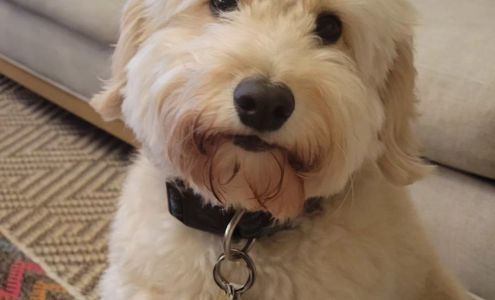 Rhode Island Dental Association