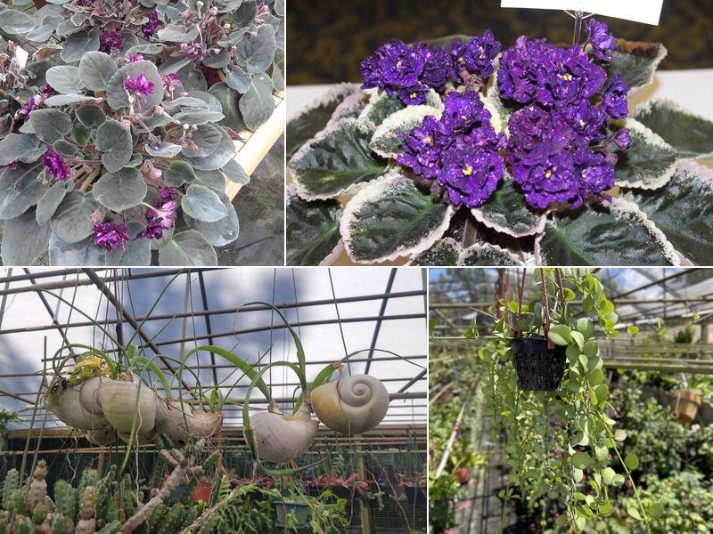 Tropical World Nursery