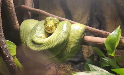 The Reptile Discovery Center