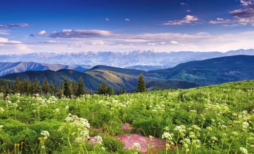 Osgood Team Real Estate