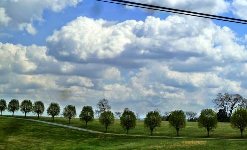 A Virgil Tree Normandy