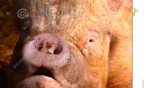 Endeavor General Agency LLC