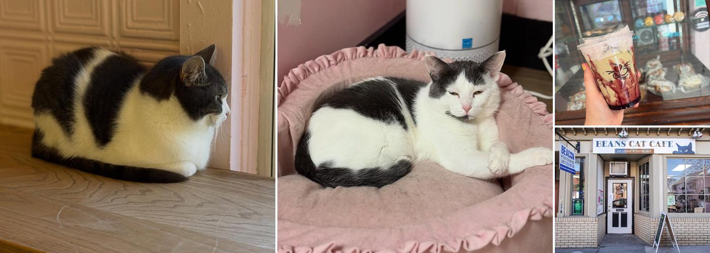 Beans Cat Cafe