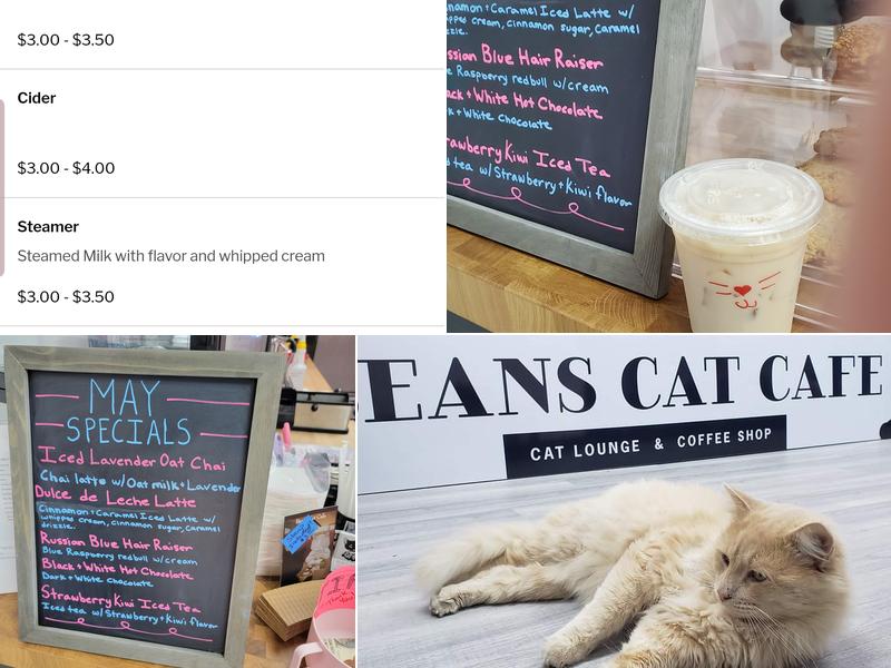 Beans Cat Cafe Menu