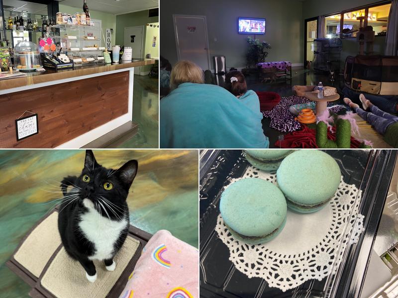 Kitty Kingdom Cat Café