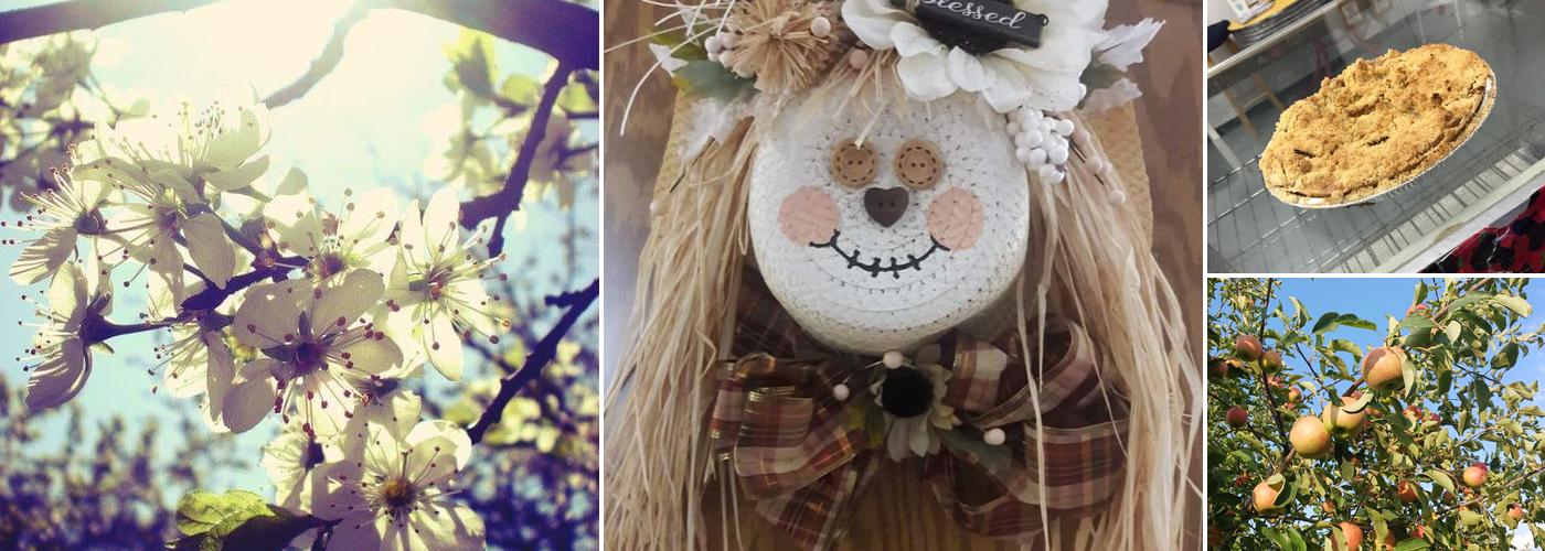 Apple Charlie's Orchards