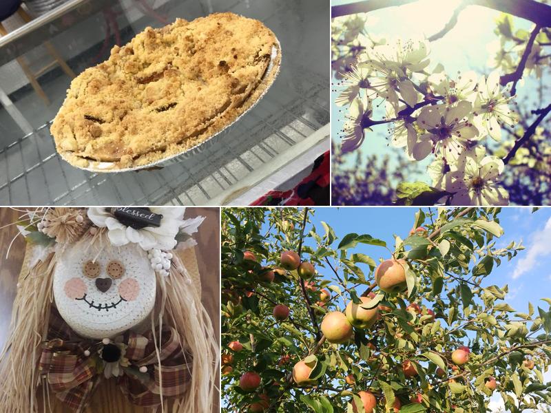 Apple Charlie's Orchards