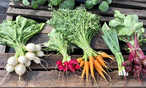 The Sunfinch Greenhouse Rocky
