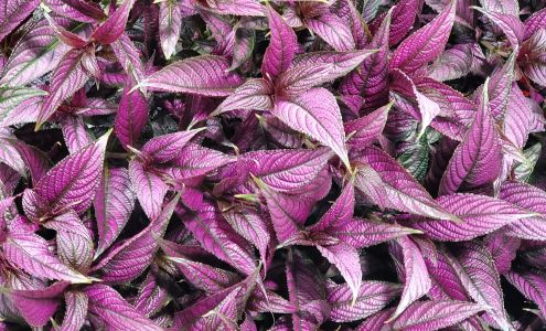 Weaverland Auction Inc 1030 Precast Rd, New Holland