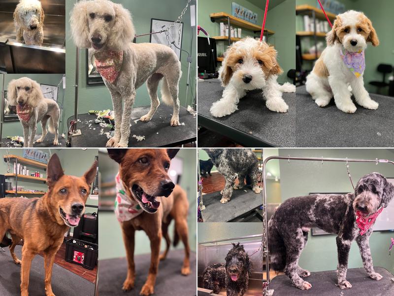 Scruff to Fluff Pet Spa