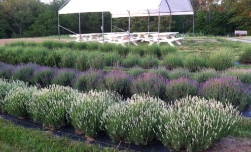 Jaybird Farms Sardinia