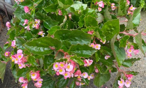 The Barn Market Blacksburg