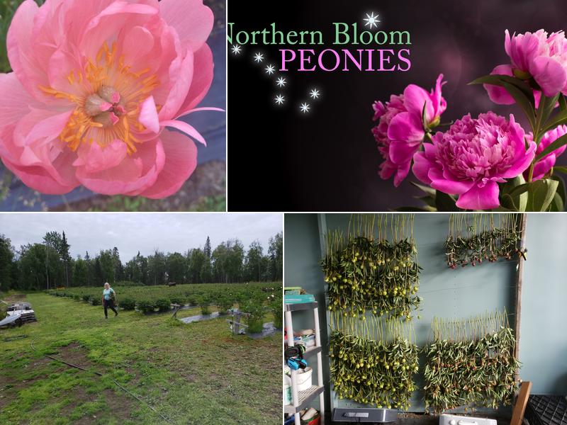 Northern Bloom Peonies