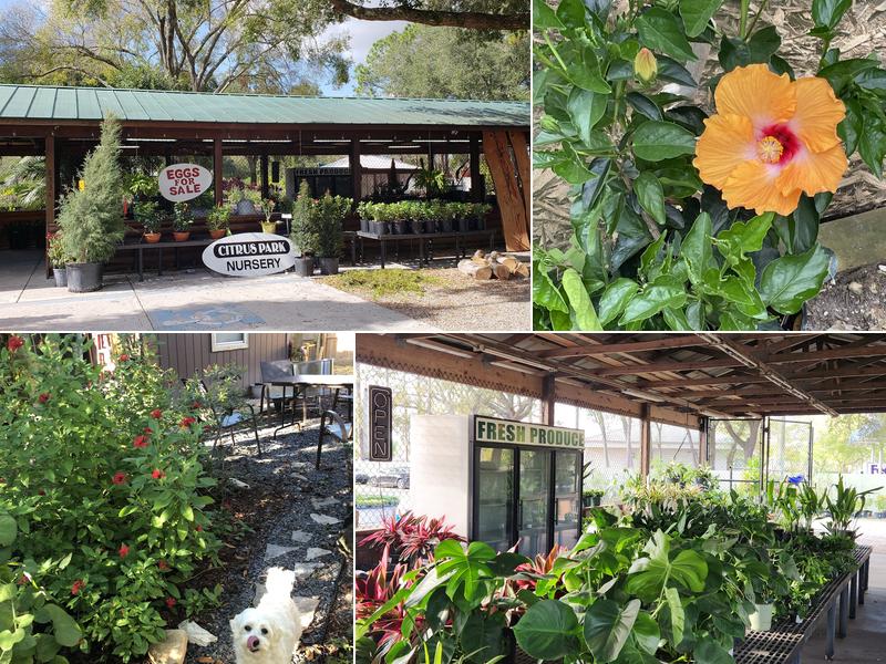Citrus Park Nursery