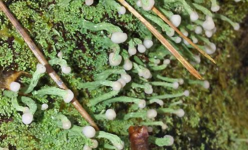 Carpet Cure 211 Allen Rd, The Rock Georgia 30285