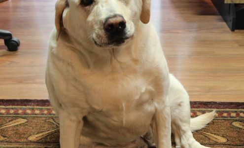 American Carpet & Floor Covering Arnold