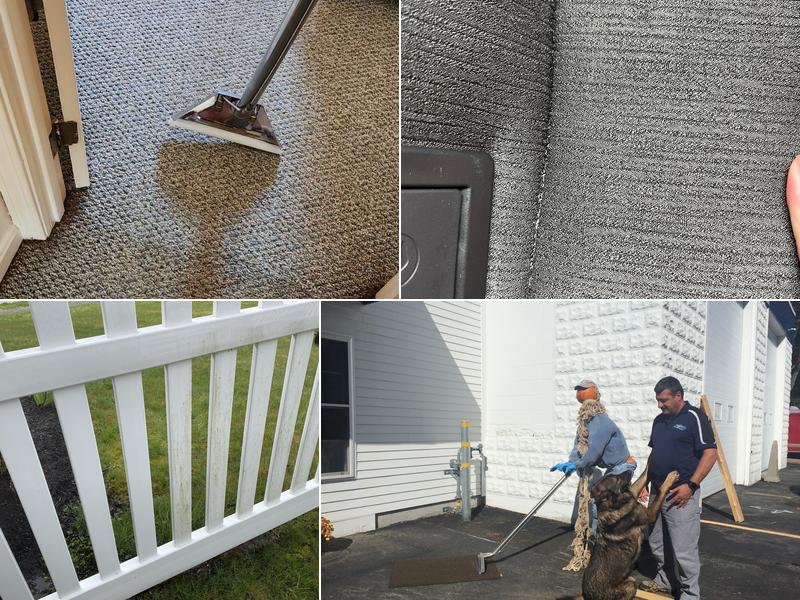 Magic Carpet Cleaning & Restoration