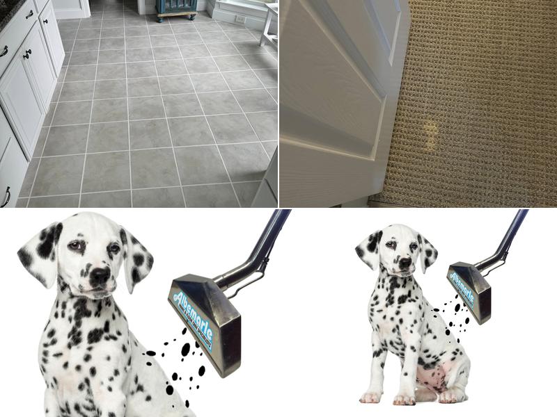 Albemarle Fabric & Floor Care