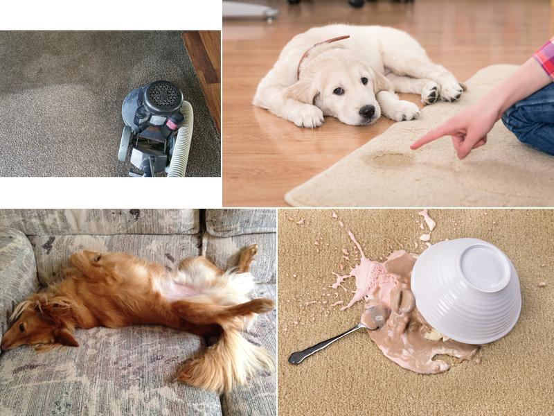 Everclean Carpet & Furniture Cleaning Services