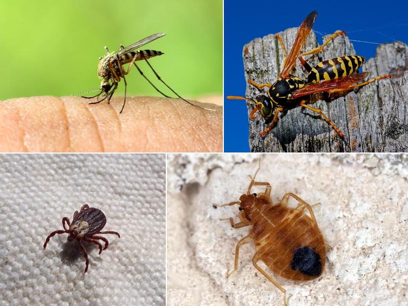 All Star Pest Control