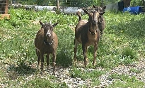 White Feather Wellness