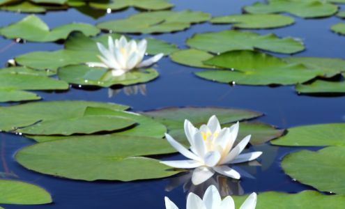 Naomi Scott Wellness