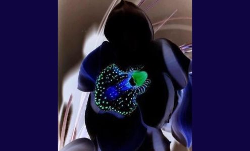 Black Orchid Salon Sun Prairie