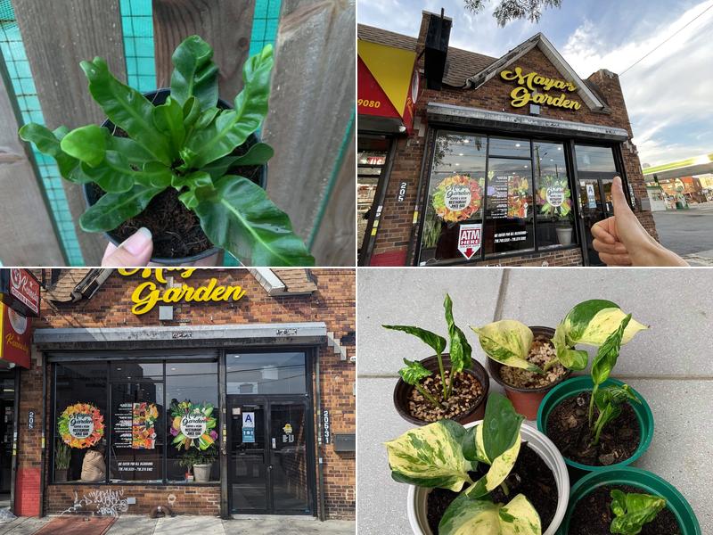 Maya's Garden & Juice Bar