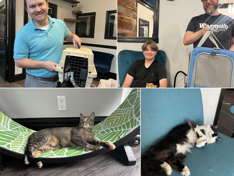 Whisker Station Cat Cafe and Lounge