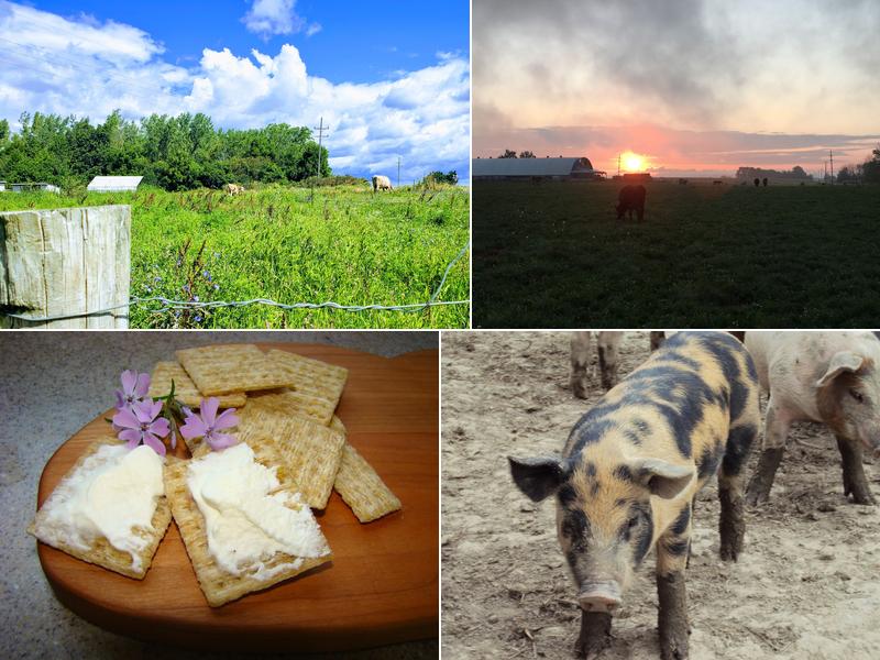 Crosswinds Farm & Creamery -Ovid Self-Serve Farmstand