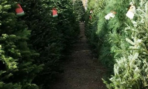 Reindeer Ranch Christmas Trees