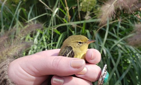 Continental Real Estate Mgmt, Inc.