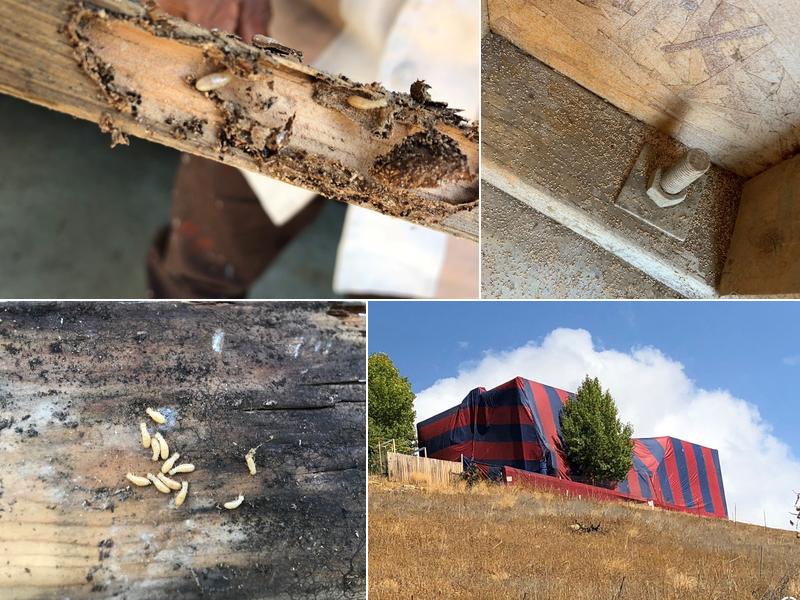 Western Way Termite and Pest Services Inc.